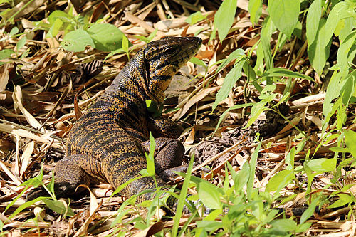 Gold tegu